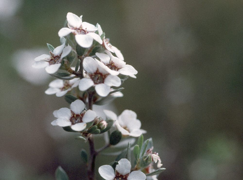 Namadgi tea tree (Leptospermum namadgiense)