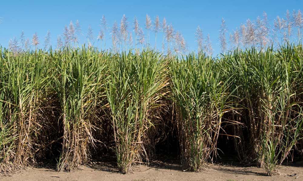 Sugar cane fields= North Queensland