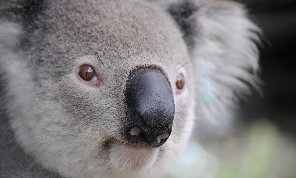 Close up of koala face