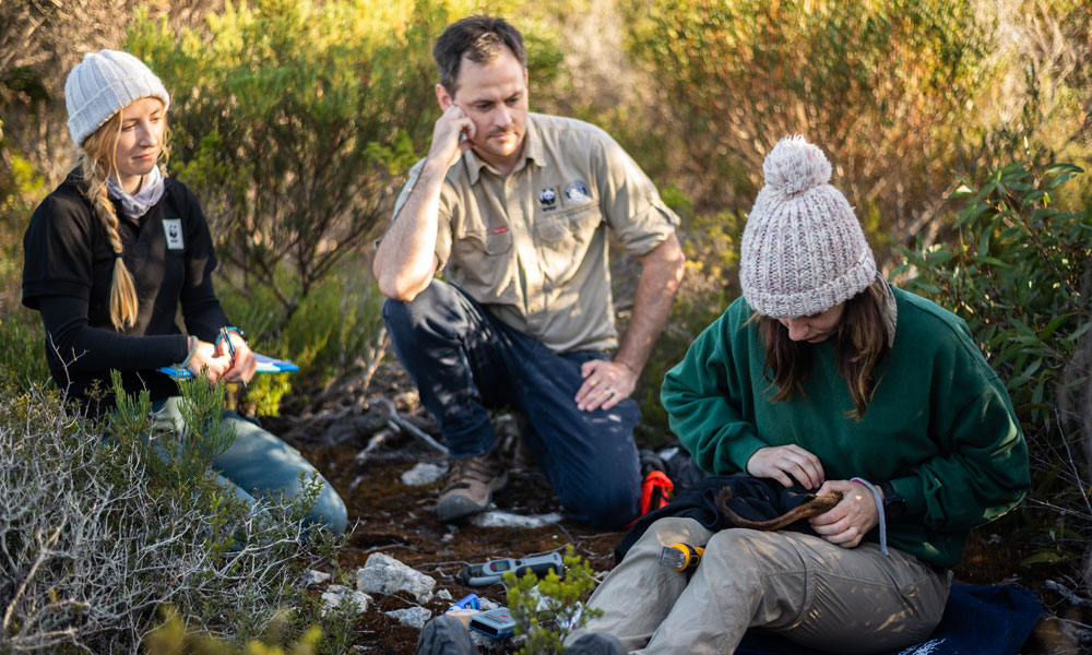 Dr Kita Ashman= Patrick Giumelli and Chloe Frick perform a brush-tailed bettong health check in Yorke Peninsula