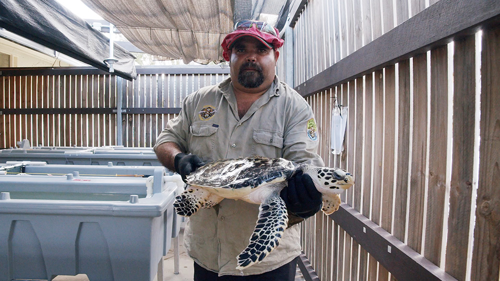 Girringun Ranger Andrew Congoo carrying Hawksbill at James Cook University