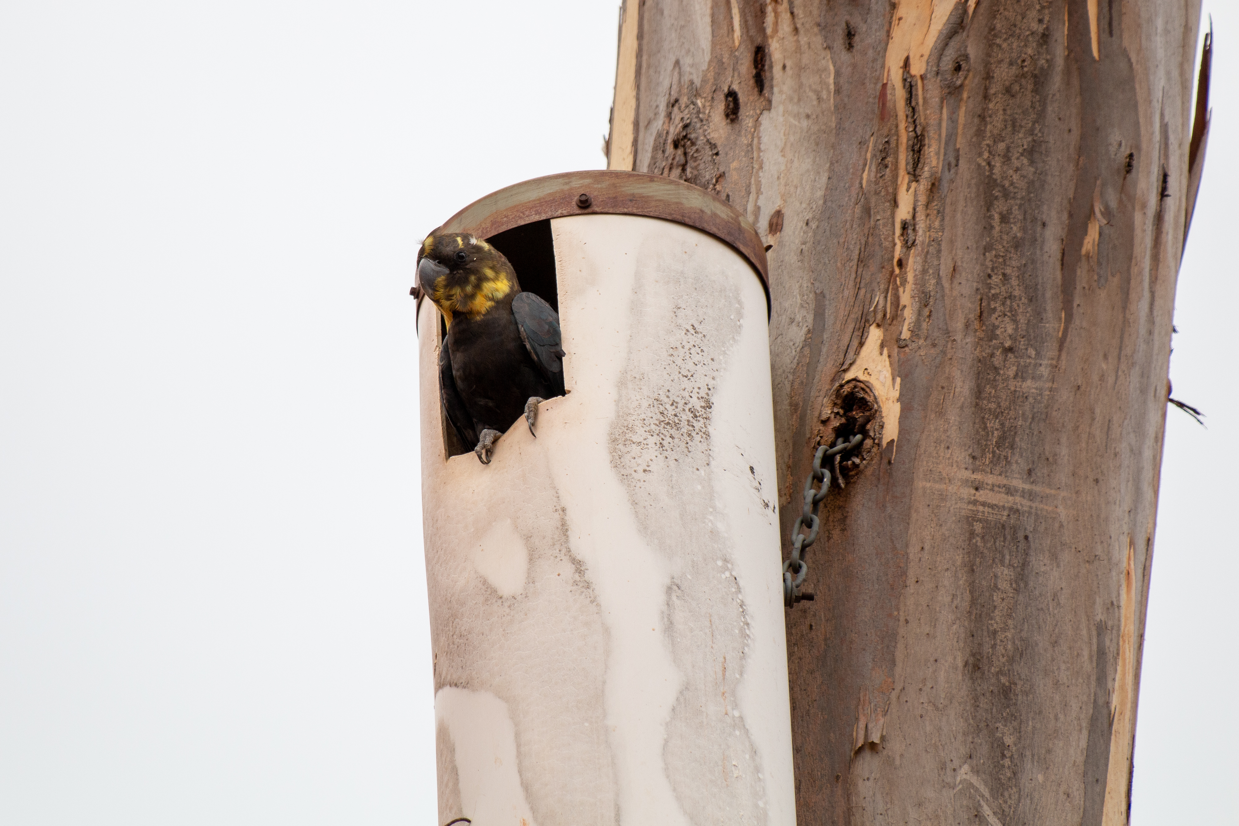 A Kangaroo Island glossy black cockatoo in an artificial nest box