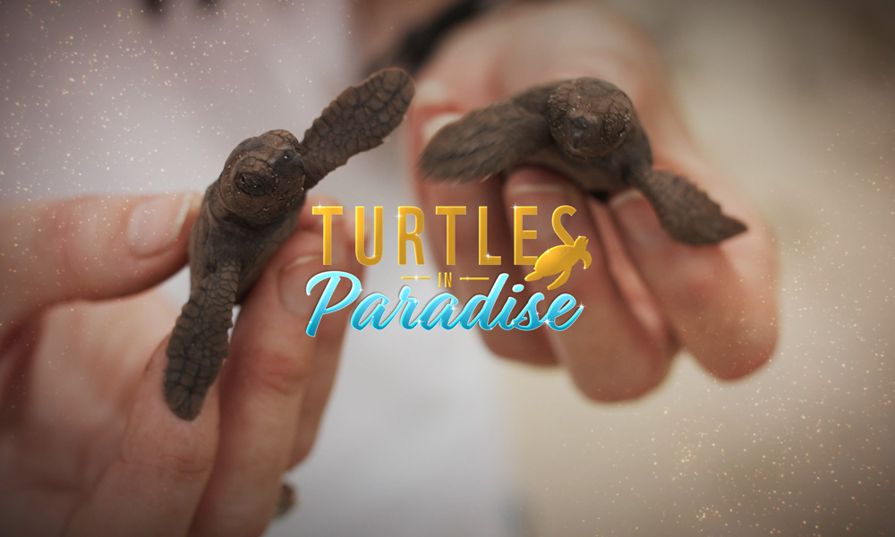 Turtles in Paradise
