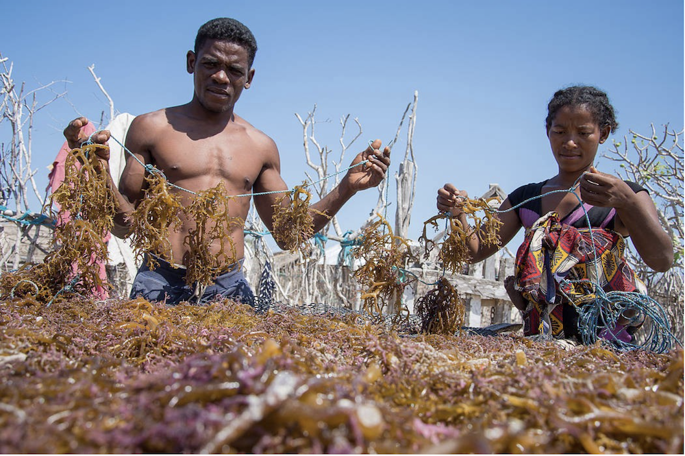 Seaweed farming in Mahafarly, Madagascar