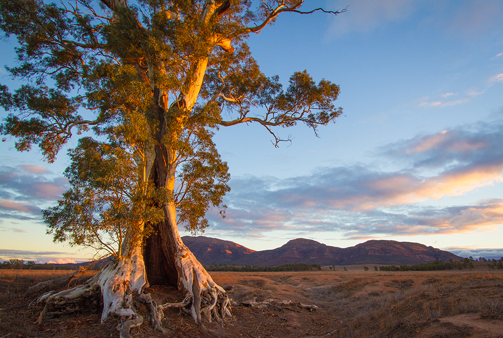 River Red Gum tree on Ikara (Flinders Ranges, South Australia) - Wikicommons