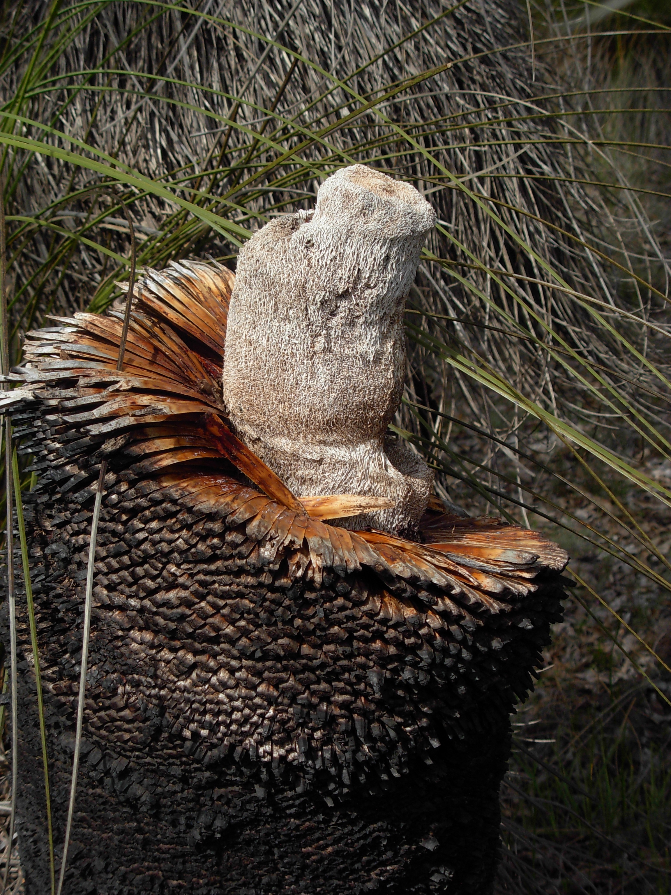 A broken balga or grass tree (Xanthorrhoea preissii) pseudo-trunk. This is a good illustration of the structure of the 