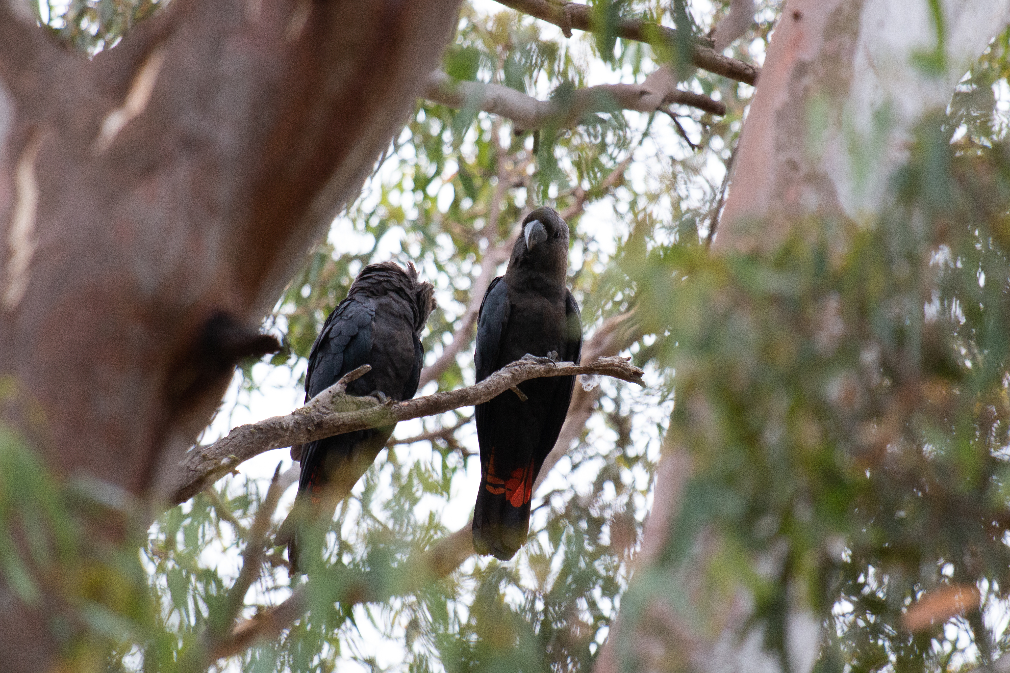 A pair of Kangaroo Island glossy black cockatoos in unburnt habitat in Cygnet Park