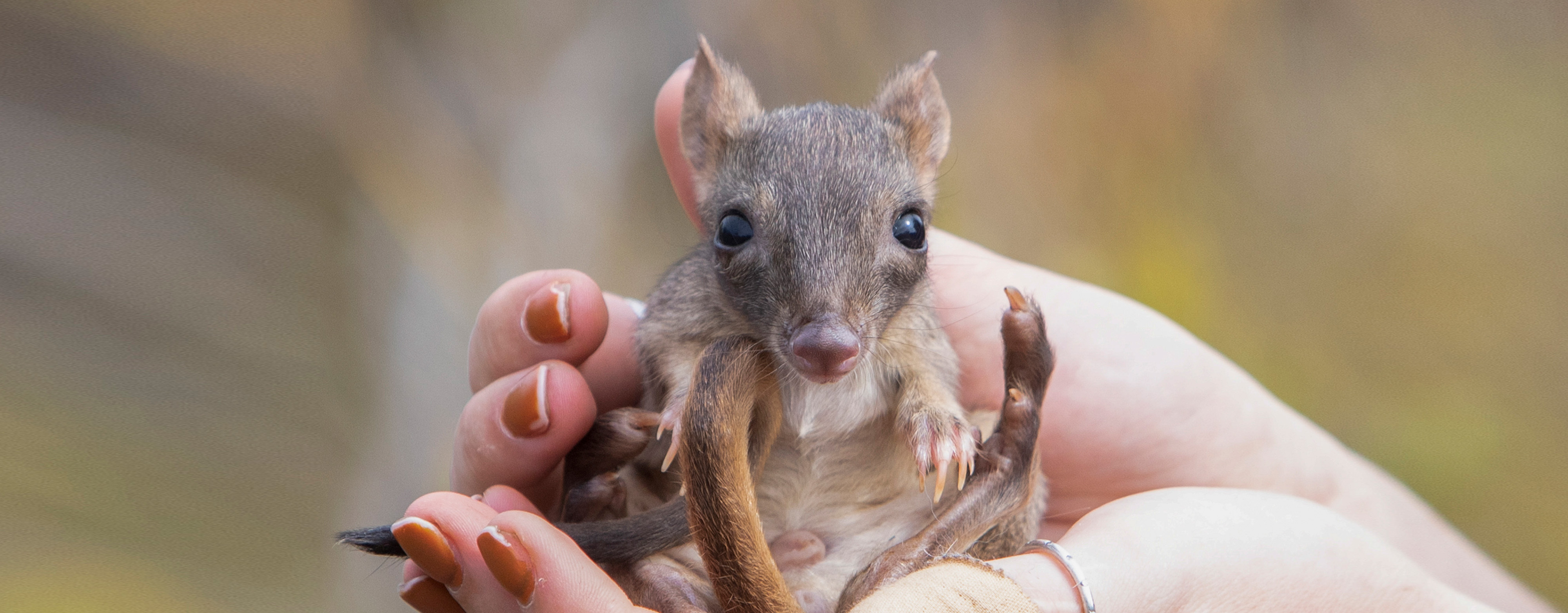 Researcher Chloe Frick holds a juvenile male brush-tailed bettong born on the southern Yorke Peninsula.