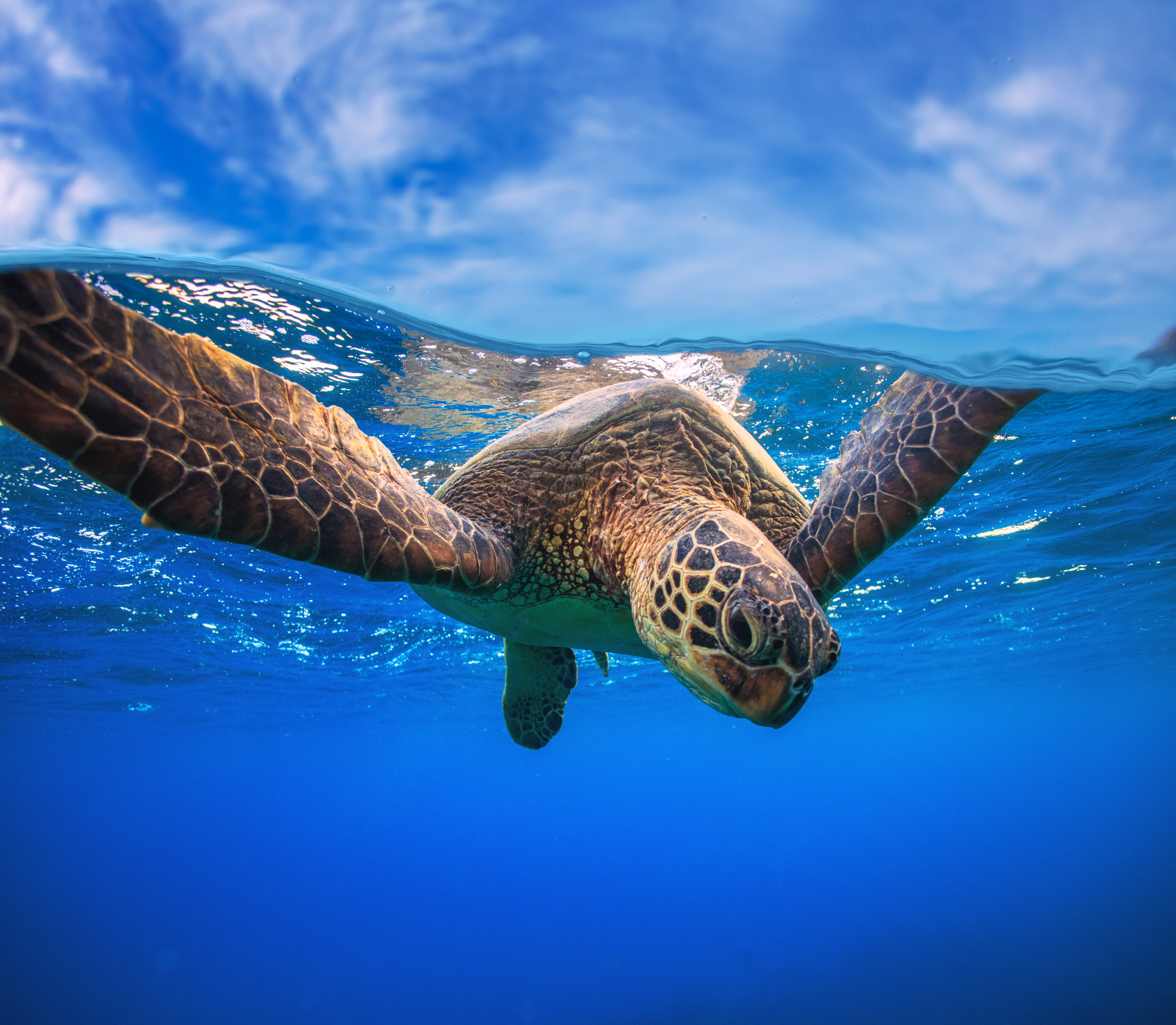Closeup portrait of a green sea turtle (Chelonia mydas) swimming near water surface