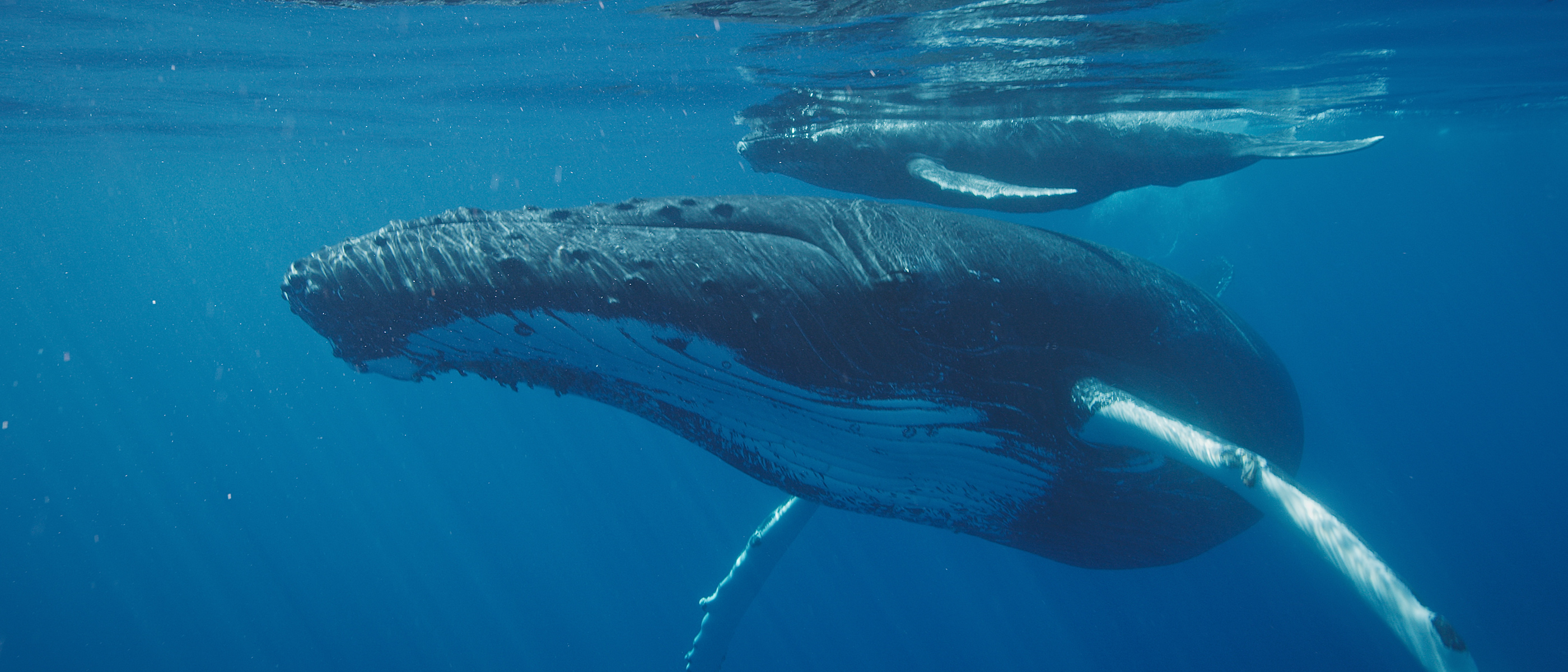 Regenerative Saltwater - WWF-Australia. Our program of work to protect oceans and species in the southern hemisphere.