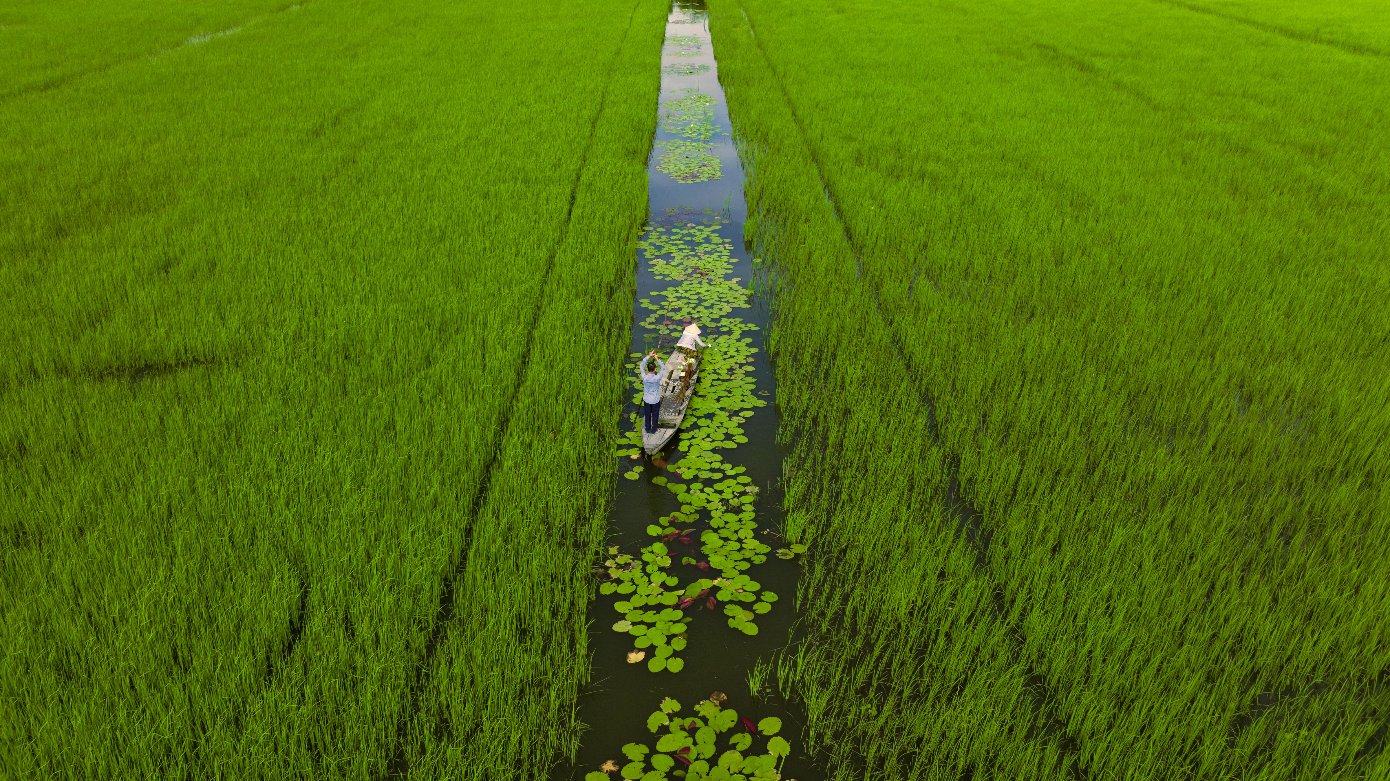 Floating rice field in Vietnam