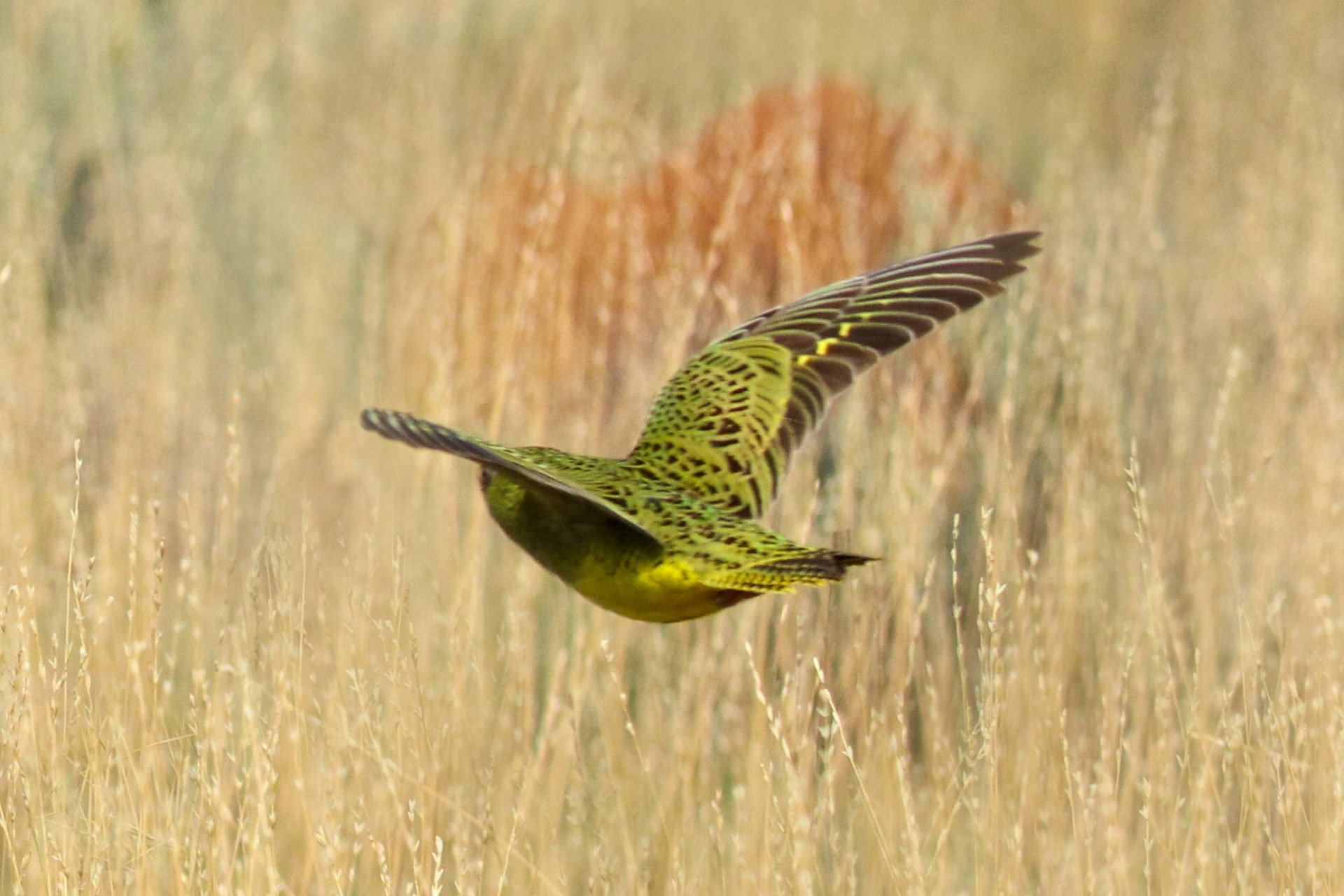 A night parrot in flight