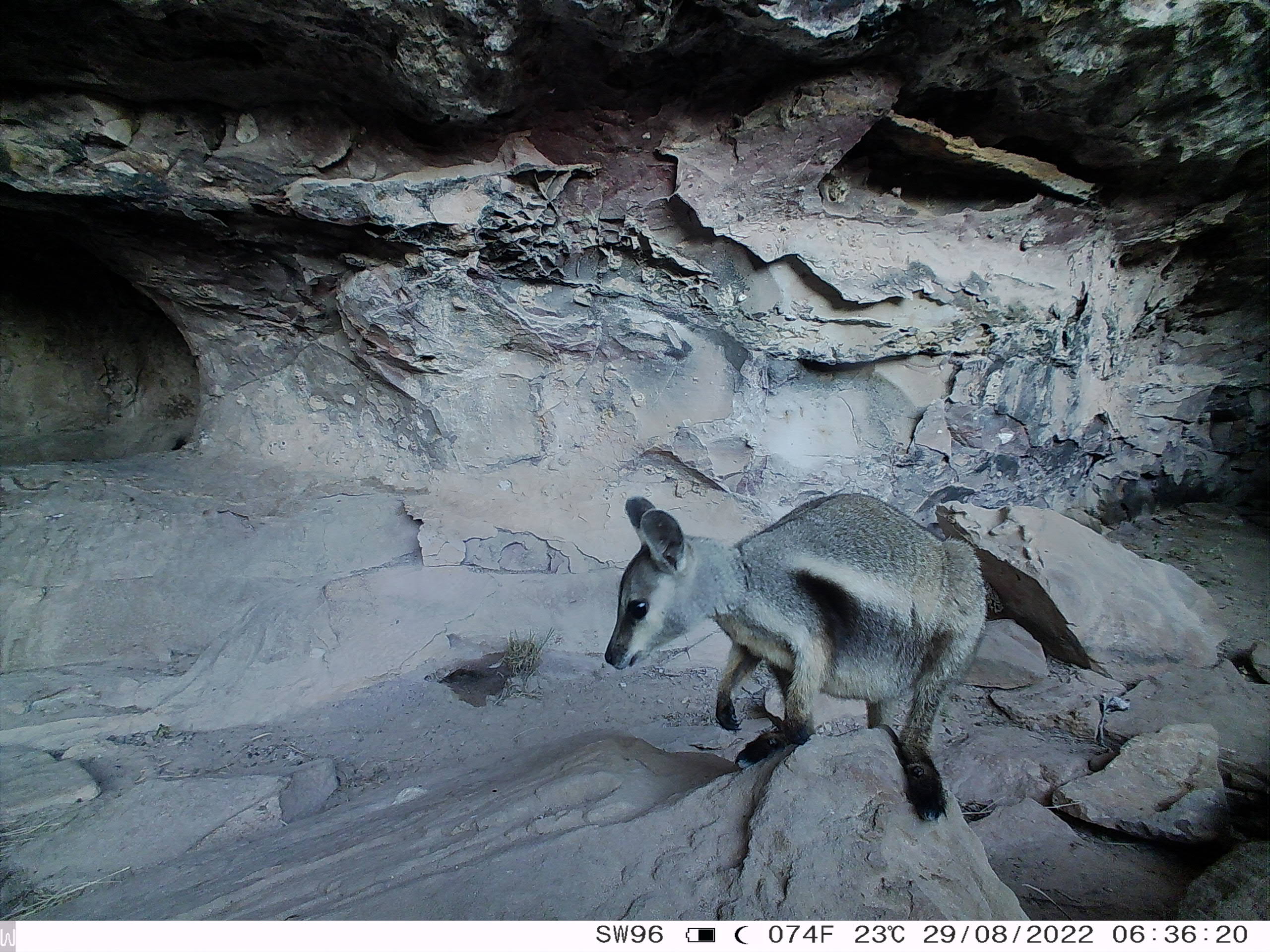 Wiliji photographed by a sensor camera in Grant Range, West Kimberley