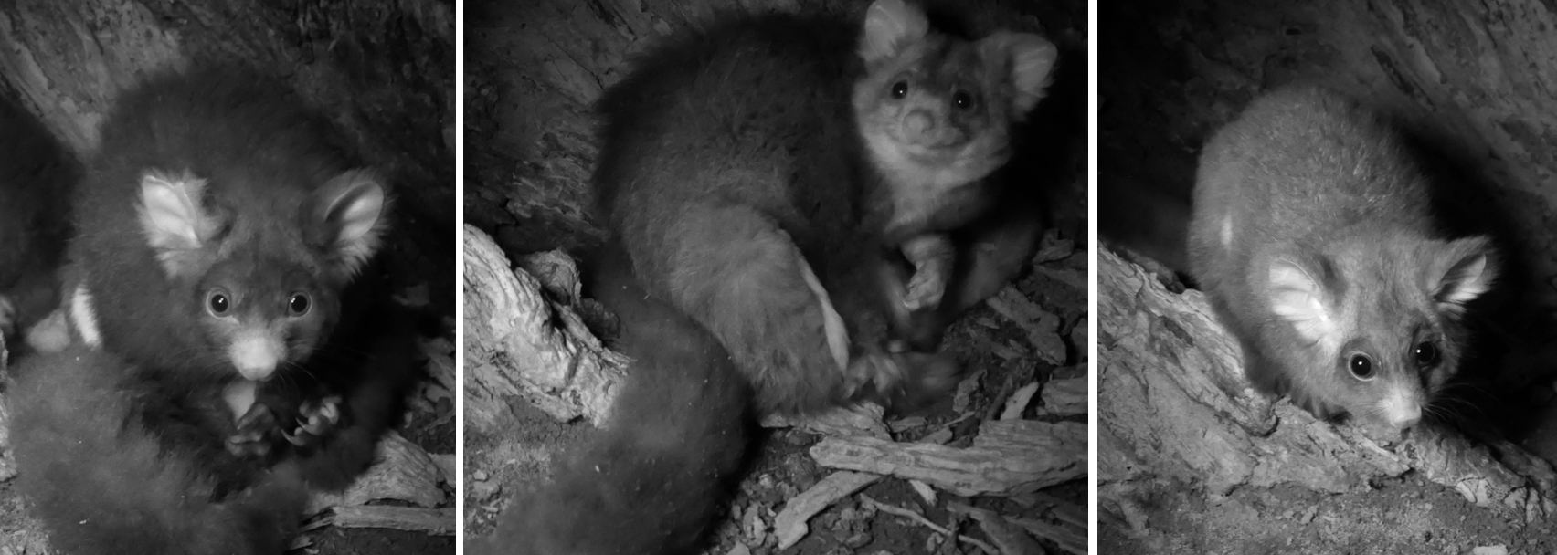 3 images of a greater glider family taken from a livestream camera inside a tree hollow, Tallaganda State Forest, NSW
