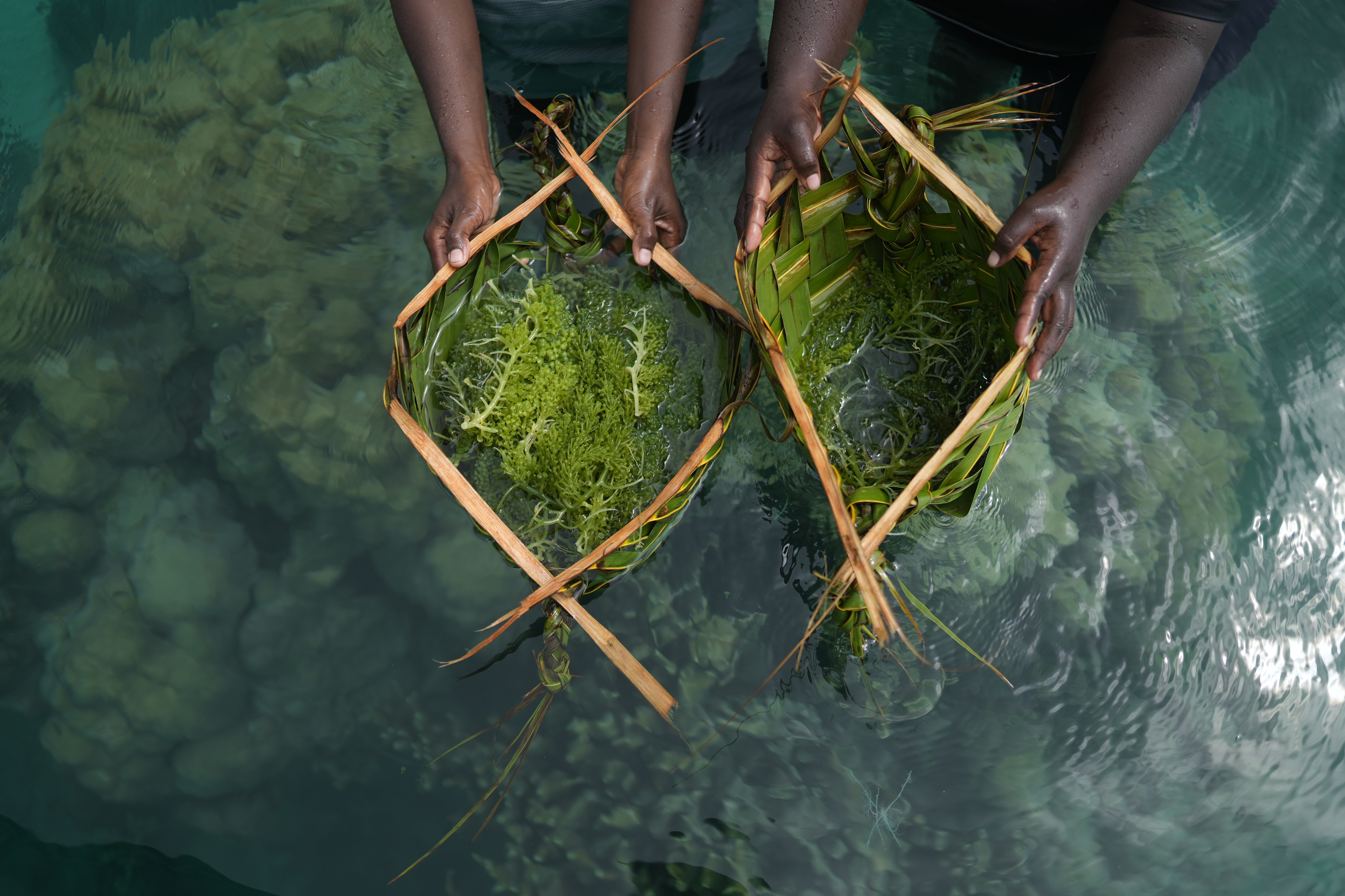 Kilu and Oneidah from Boboe Island, harvesting sea grapes