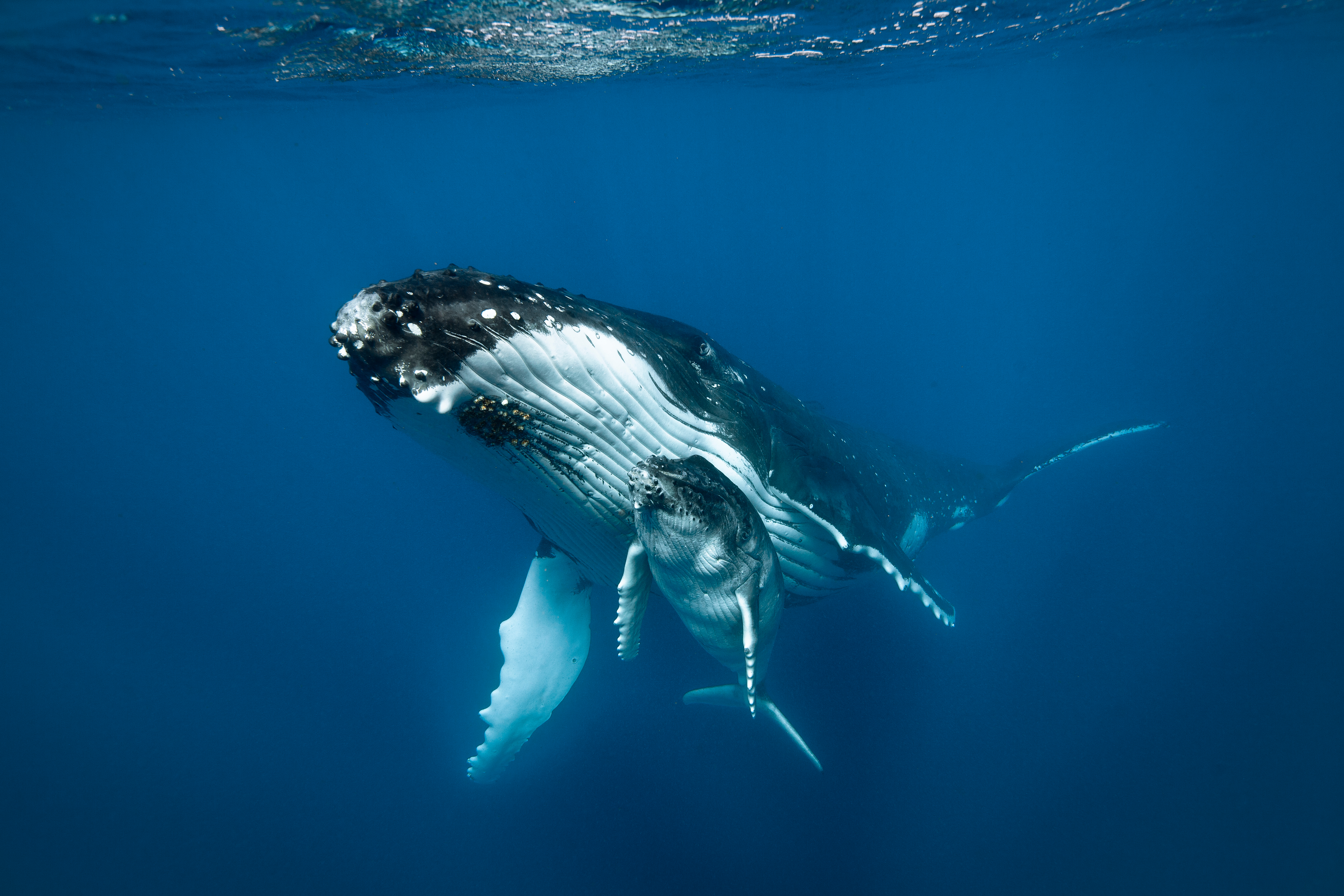A humpback mother and her calf swimming in the ocean.