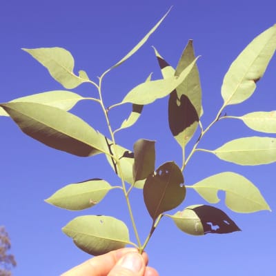 The leaf of a tallowwood tree (eucalyptus microcorys) © CC BY-SA 2.0 Harry Rose / Flickr