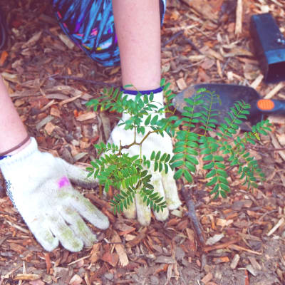 Community Tree Planting at Cook Reserve Ruse, Campelltown © WWF-Aus / Leonie Sii
